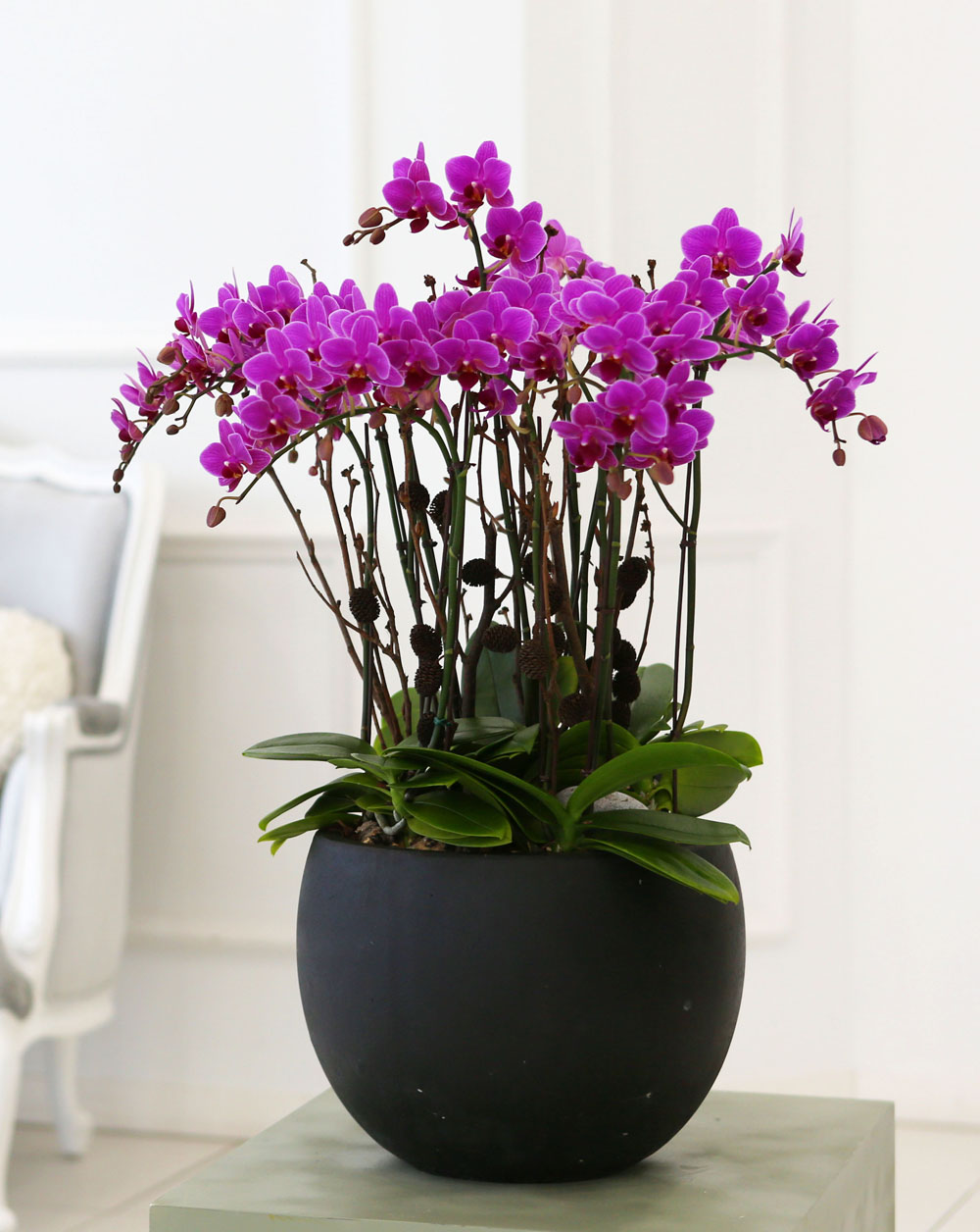 Living with flowers everyday - Newyork style Orchid ũƲ  ɹ