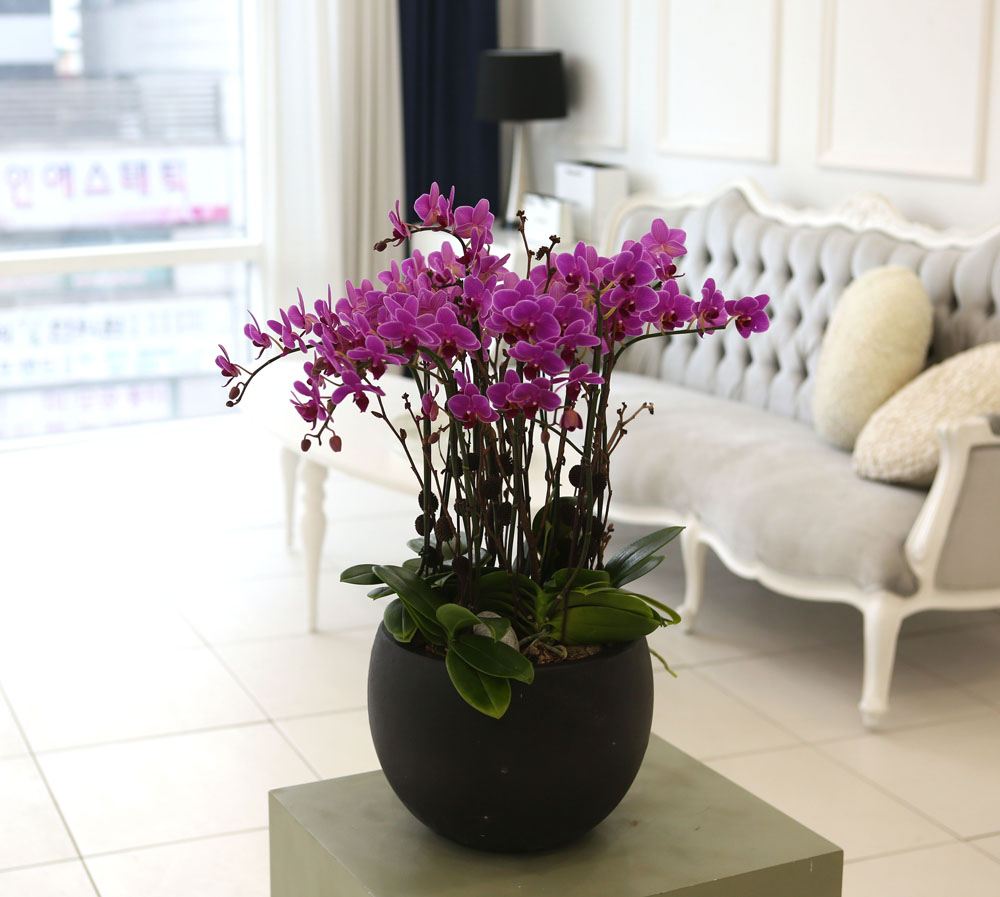 Living with flowers everyday - Newyork style Orchid ũƲ  ɹ