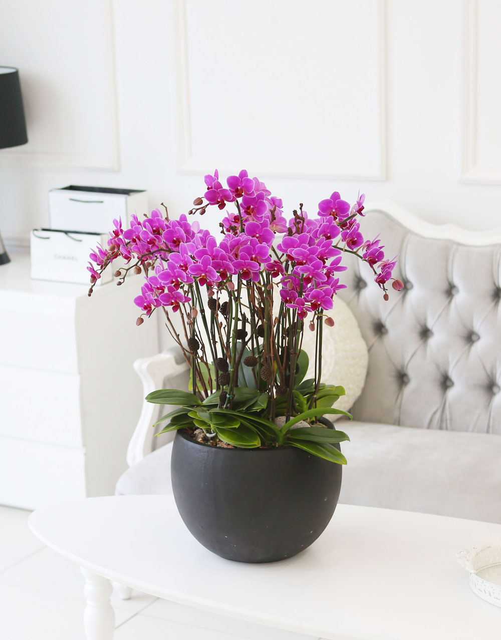 Living with flowers everyday - Newyork style Orchid ũƲ  ɹ