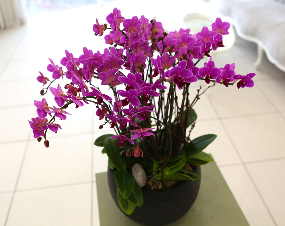Living with flowers everyday - Newyork style Orchid ũƲ  ɹ