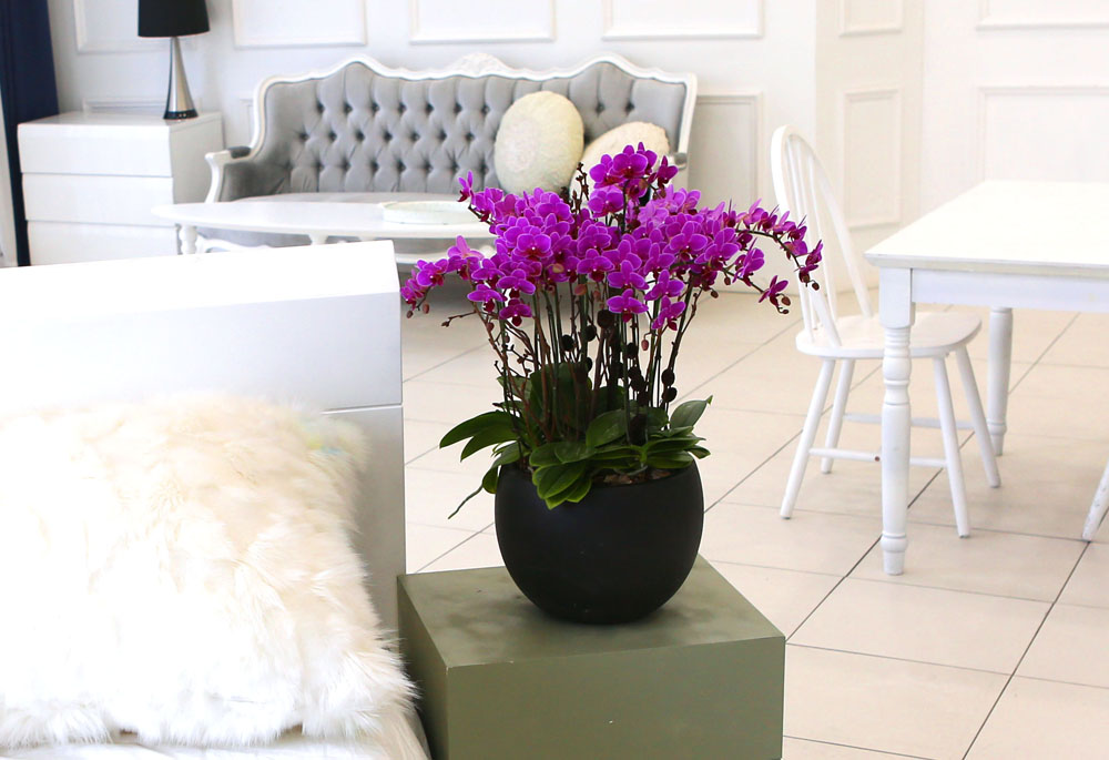 Living with flowers everyday - Newyork style Orchid ũƲ  ɹ
