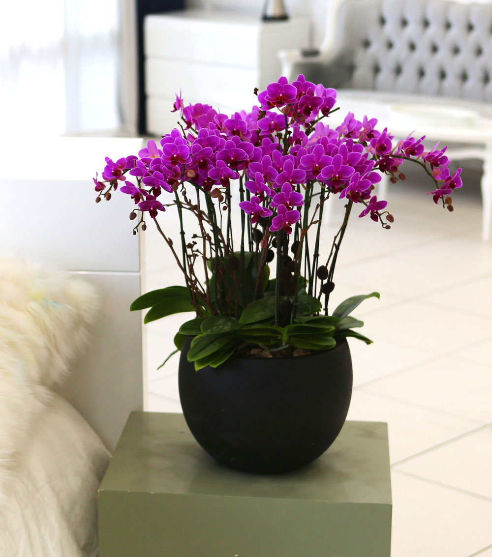 Living with flowers everyday - Newyork style Orchid ũƲ  ɹ