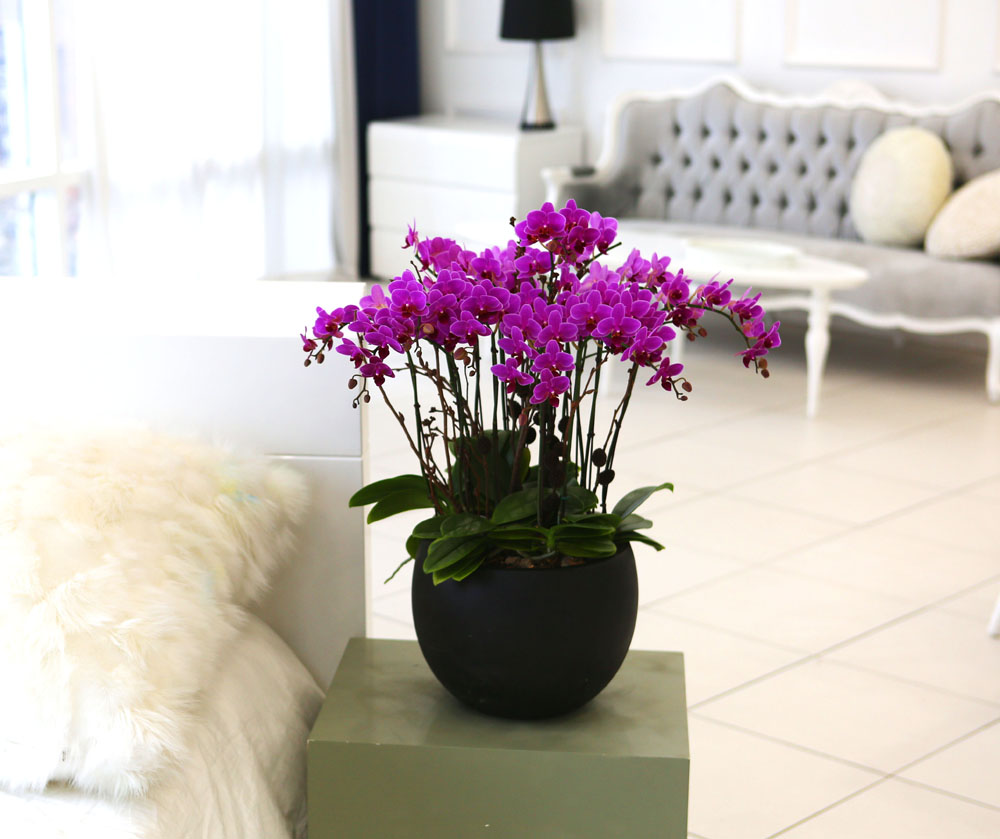 Living with flowers everyday - Newyork style Orchid ũƲ  ɹ