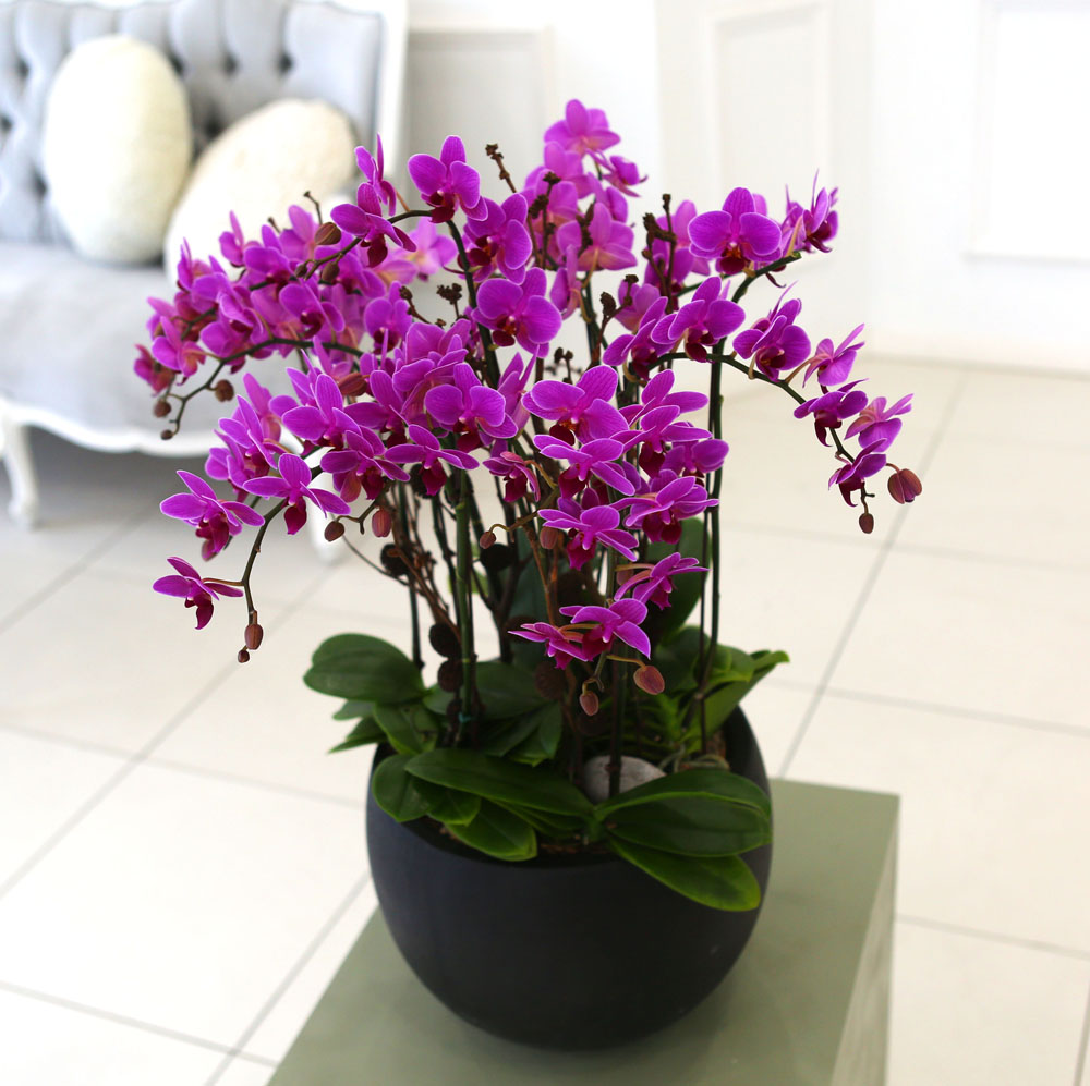 Living with flowers everyday - Newyork style Orchid ũƲ  ɹ