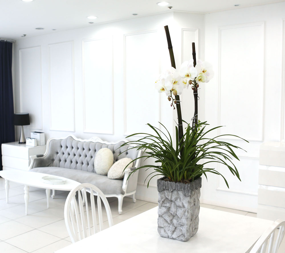 Living with flowers everyday - Newyork style Orchid ½ºÇÁ¸µÆÄ·ç¿Í ÈÀÌÆ®È£Á¢