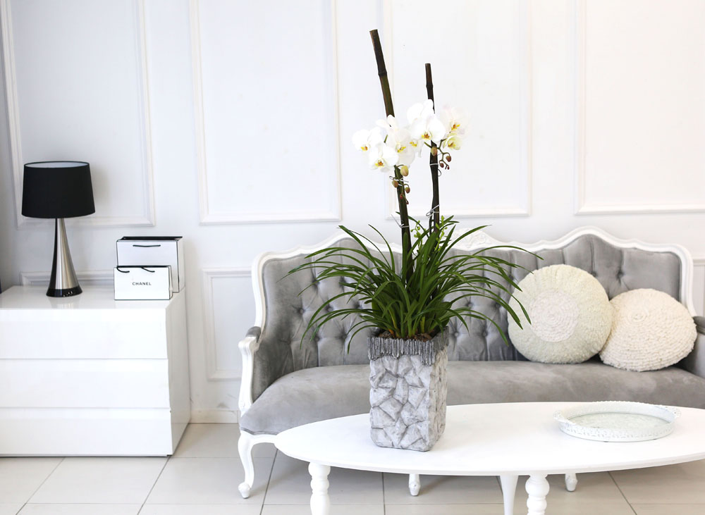 Living with flowers everyday - Newyork style Orchid ½ºÇÁ¸µÆÄ·ç¿Í ÈÀÌÆ®È£Á¢
