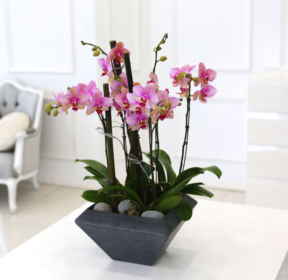 Living with flowers everyday - Newyork style Orchid ޸  ɹ