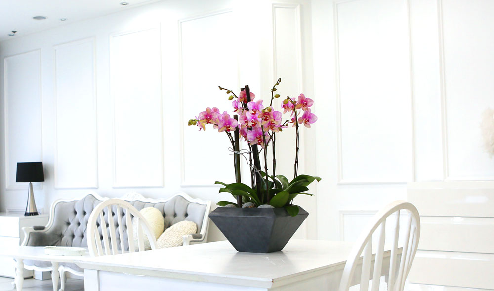 Living with flowers everyday - Newyork style Orchid ޸  ɹ