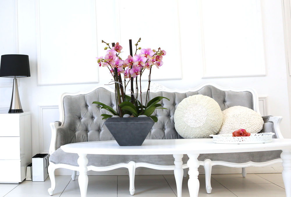 Living with flowers everyday - Newyork style Orchid ޸  ɹ