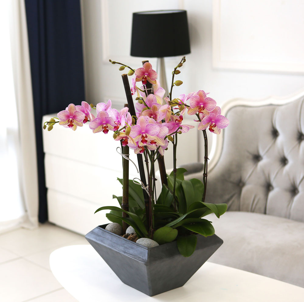 Living with flowers everyday - Newyork style Orchid ޸  ɹ