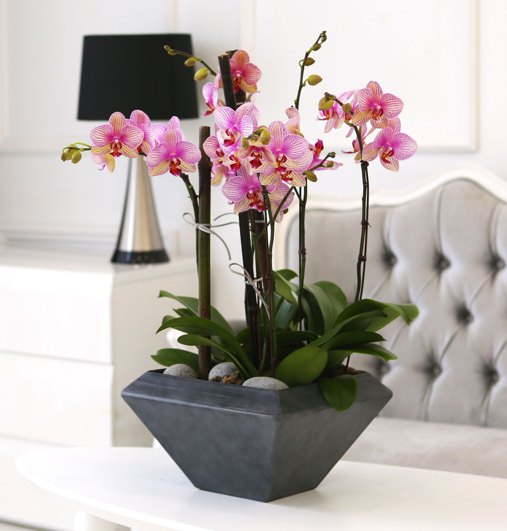 Living with flowers everyday - Newyork style Orchid ޸  ɹ
