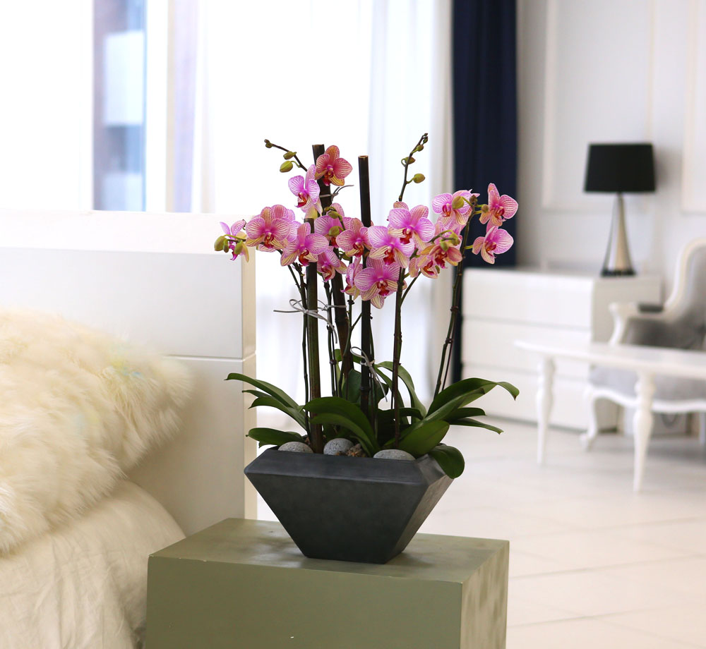 Living with flowers everyday - Newyork style Orchid ޸  ɹ