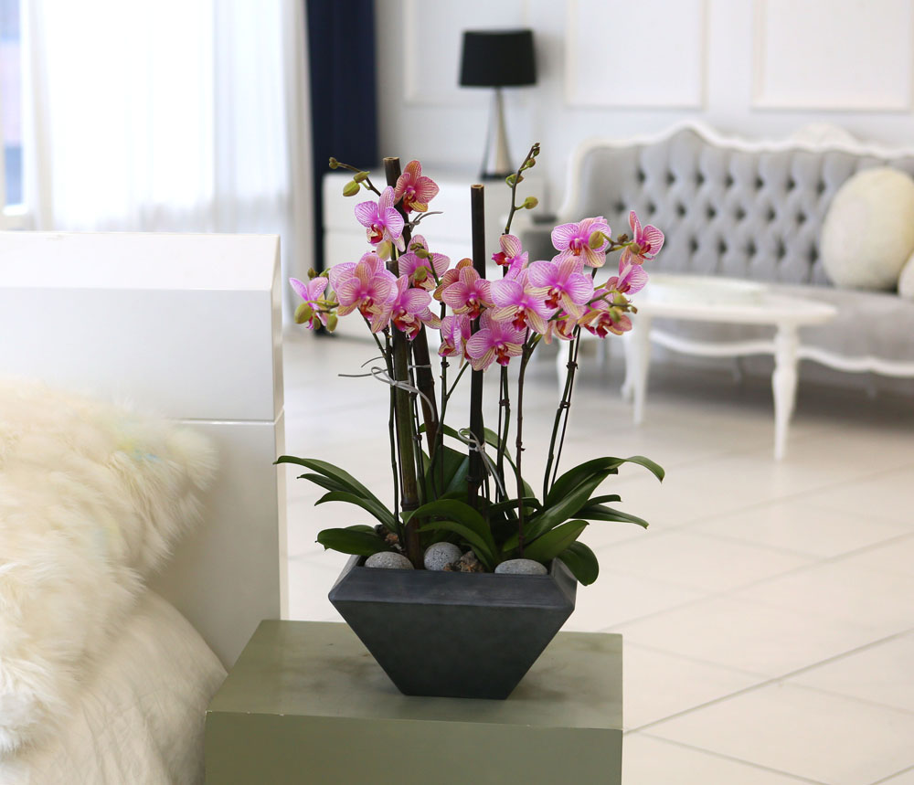 Living with flowers everyday - Newyork style Orchid ޸  ɹ