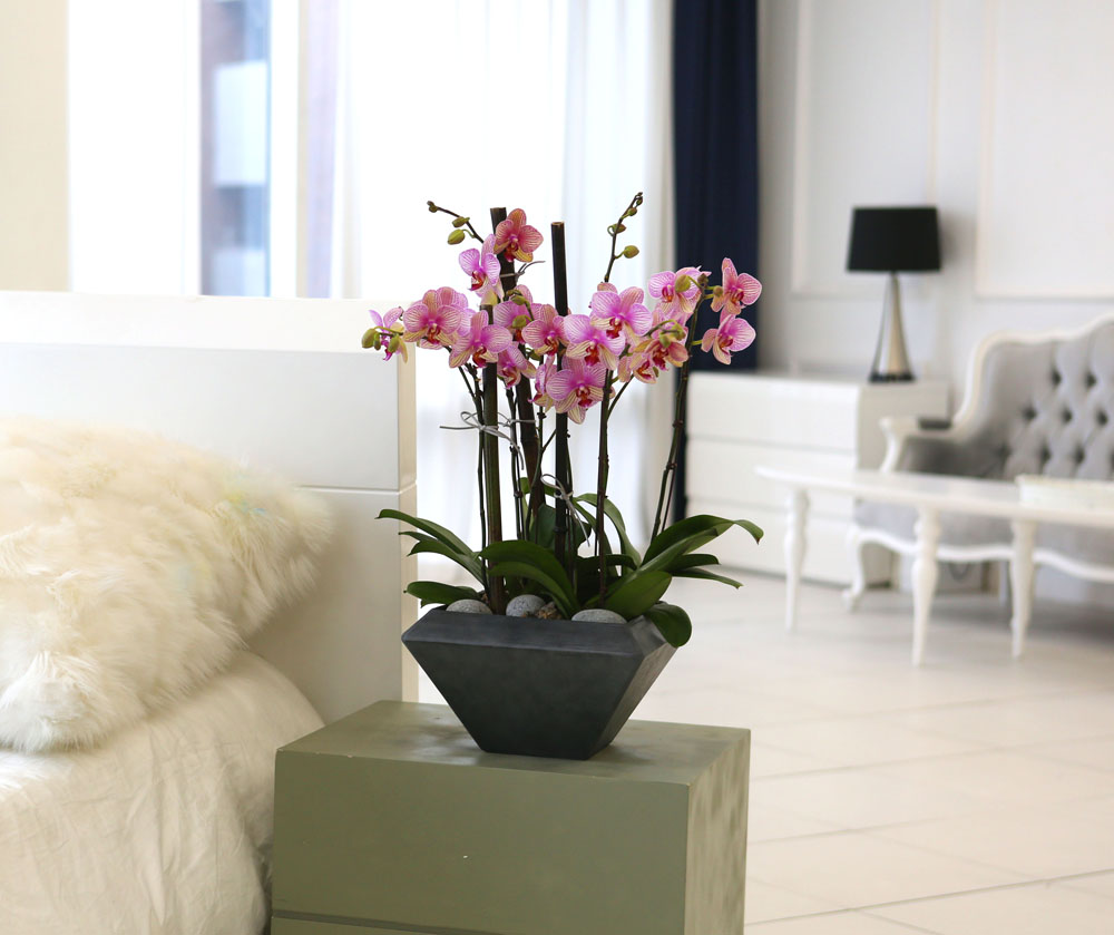 Living with flowers everyday - Newyork style Orchid ޸  ɹ