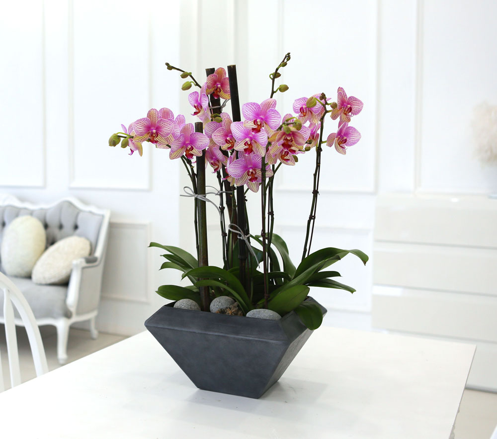 Living with flowers everyday - Newyork style Orchid ޸  ɹ