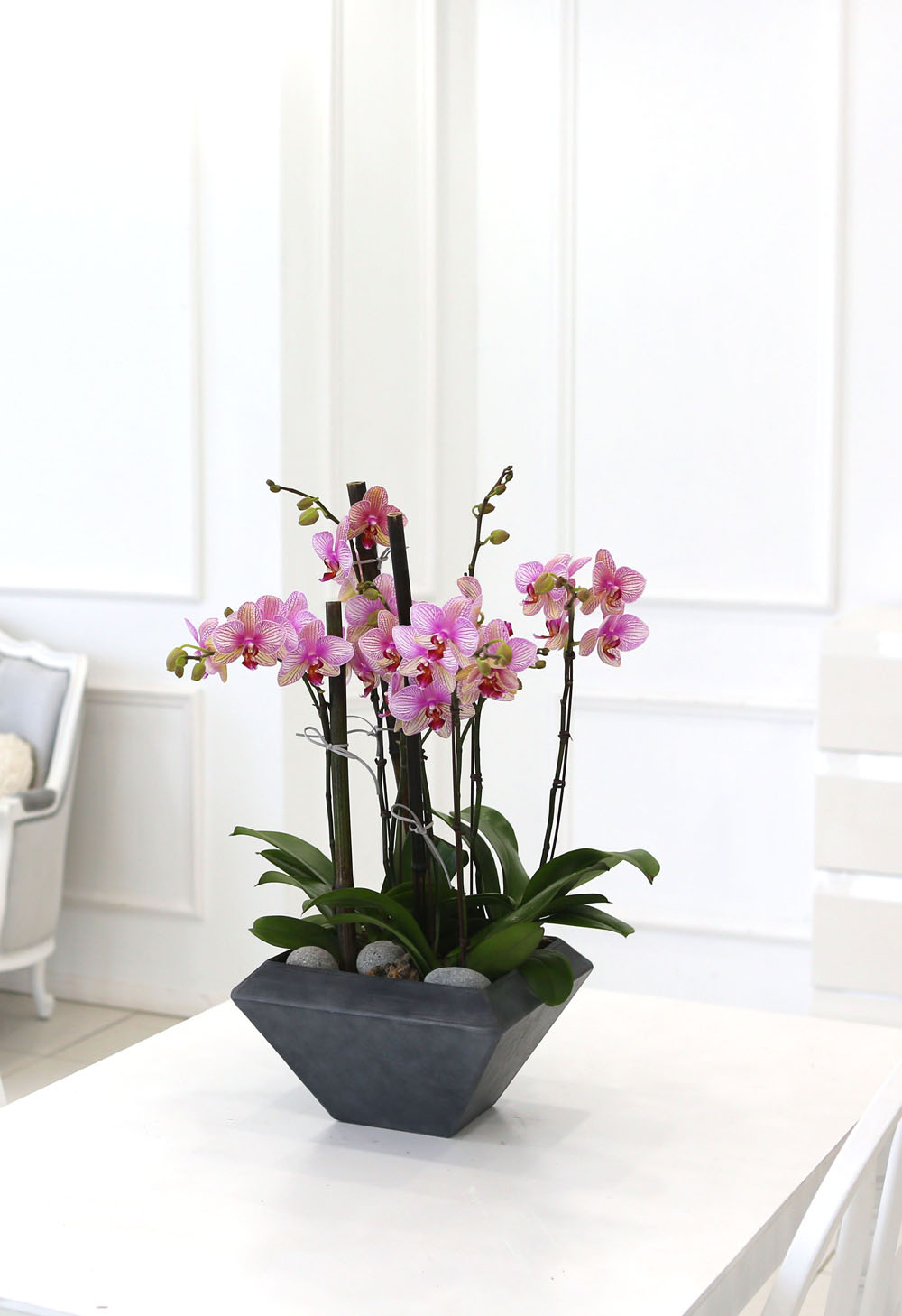 Living with flowers everyday - Newyork style Orchid ޸  ɹ