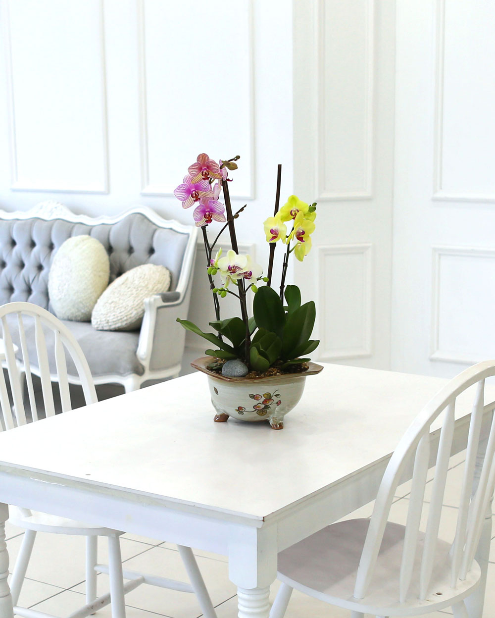 [Newyork style Orchid] 3 ŷ ȣ (ȭǰ)  ɹ