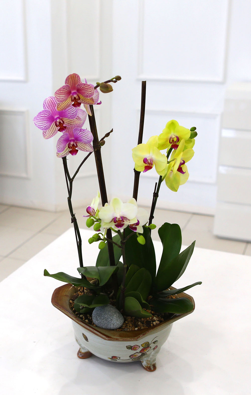 [Newyork style Orchid] 3 ŷ ȣ (ȭǰ)  ɹ
