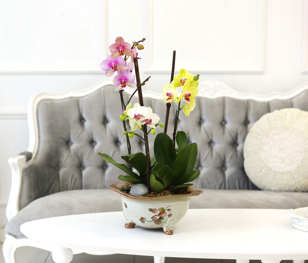 [Newyork style Orchid] 3 ŷ ȣ (ȭǰ)  ɹ