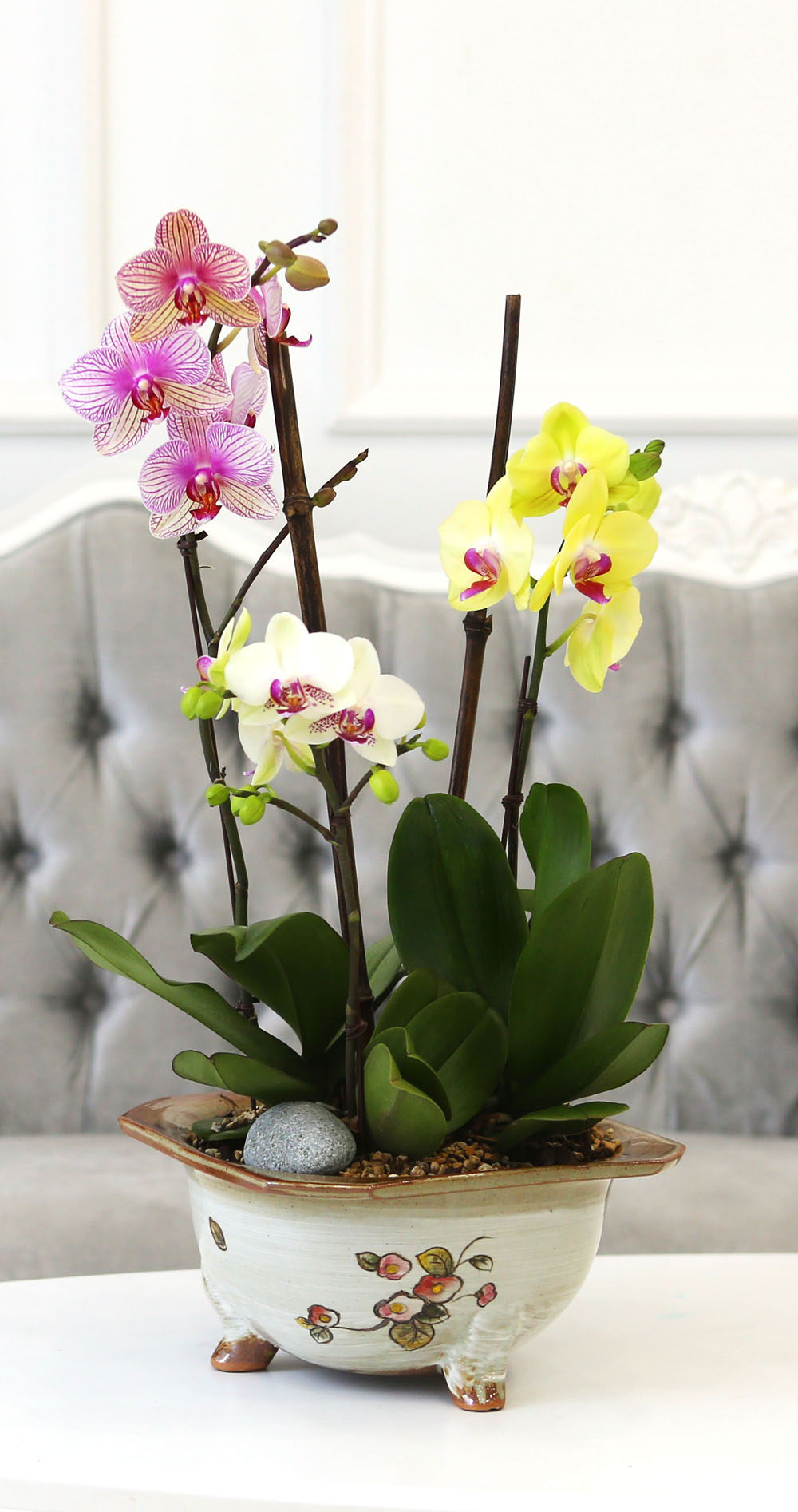 [Newyork style Orchid] 3 ŷ ȣ (ȭǰ)  ɹ
