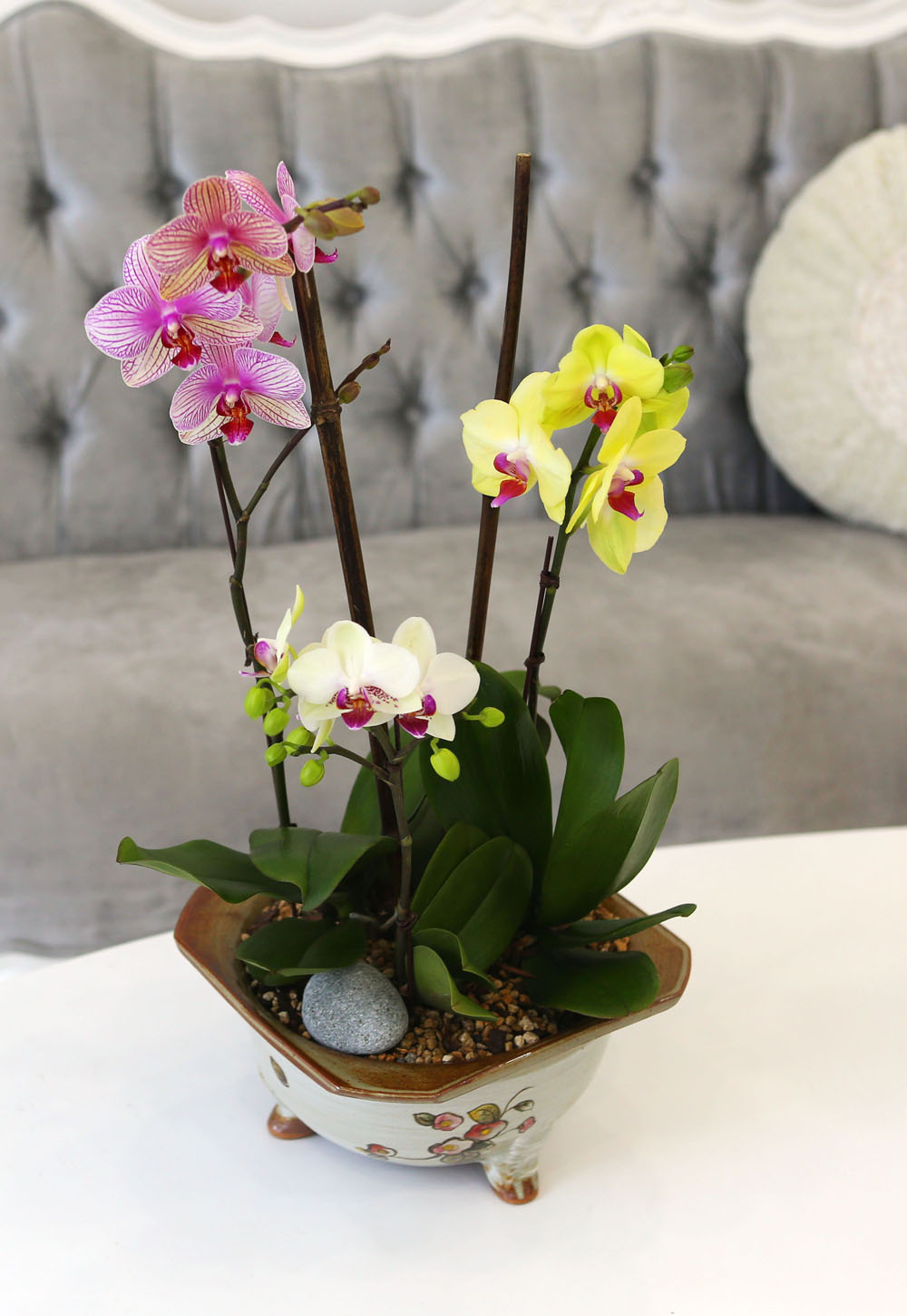 [Newyork style Orchid] 3 ŷ ȣ (ȭǰ)  ɹ