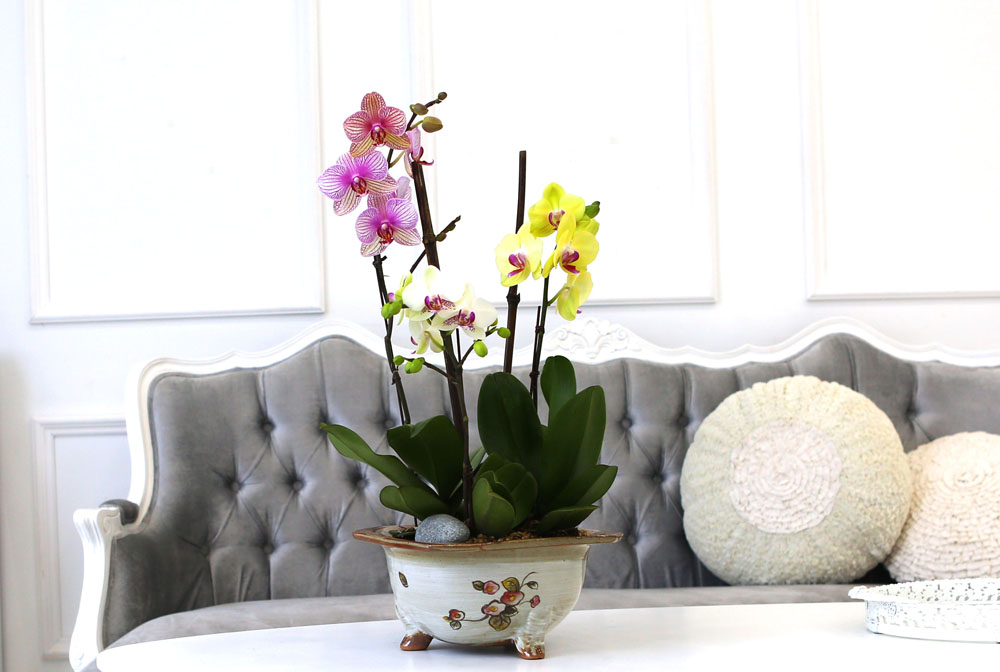 [Newyork style Orchid] 3 ŷ ȣ (ȭǰ)  ɹ