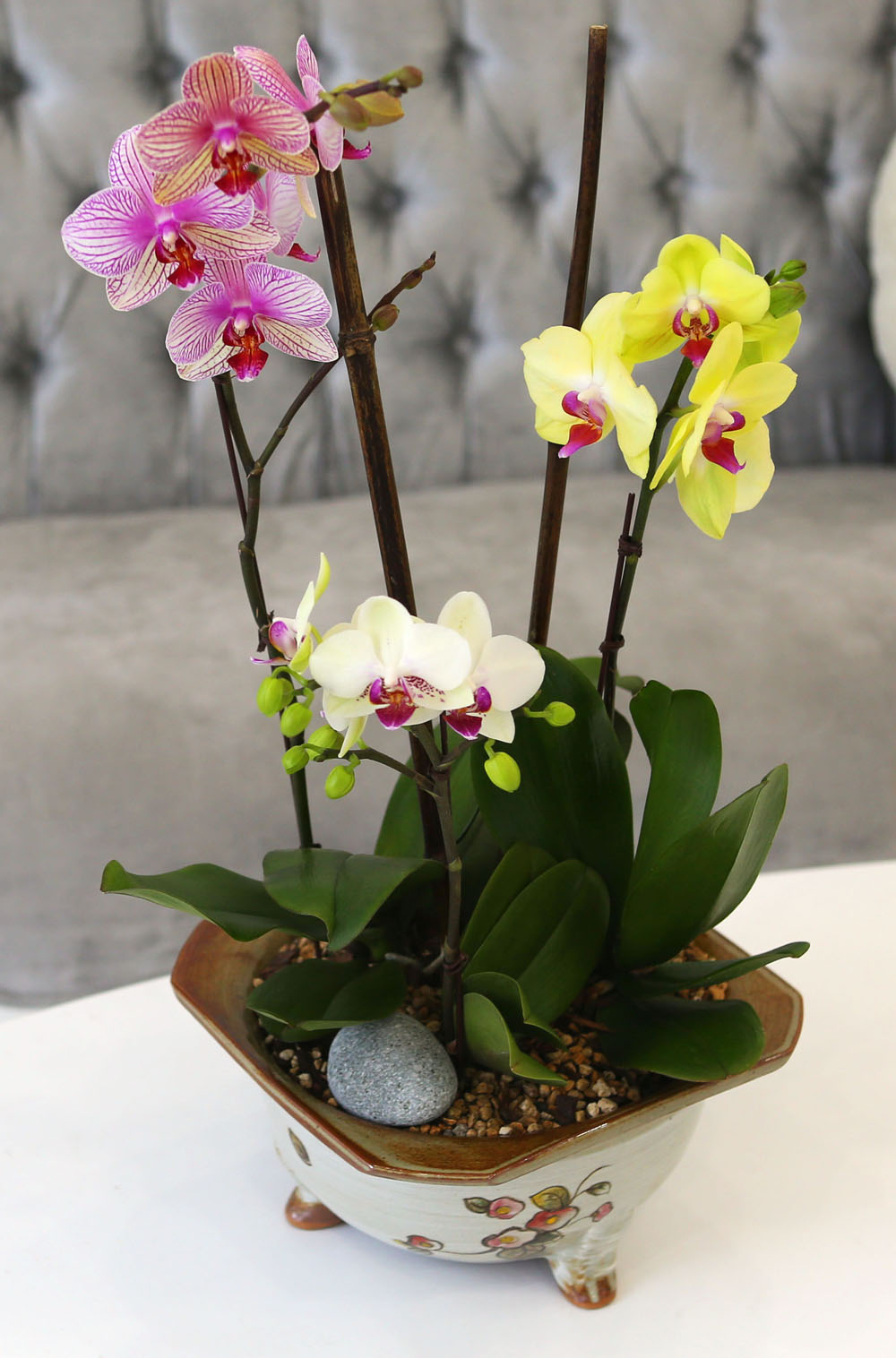 [Newyork style Orchid] 3 ŷ ȣ (ȭǰ)  ɹ