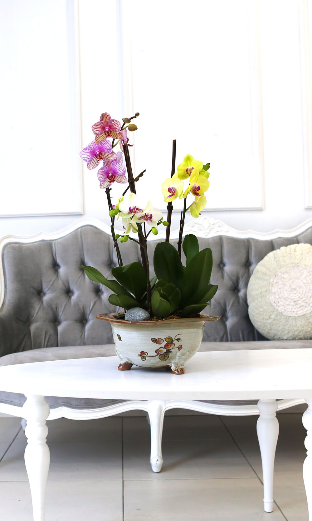 [Newyork style Orchid] 3 ŷ ȣ (ȭǰ)  ɹ