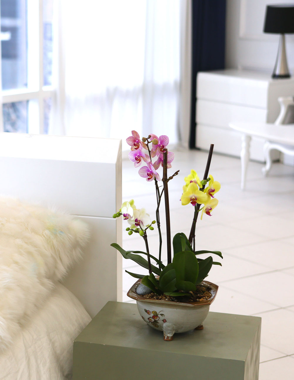 [Newyork style Orchid] 3 ŷ ȣ (ȭǰ)  ɹ