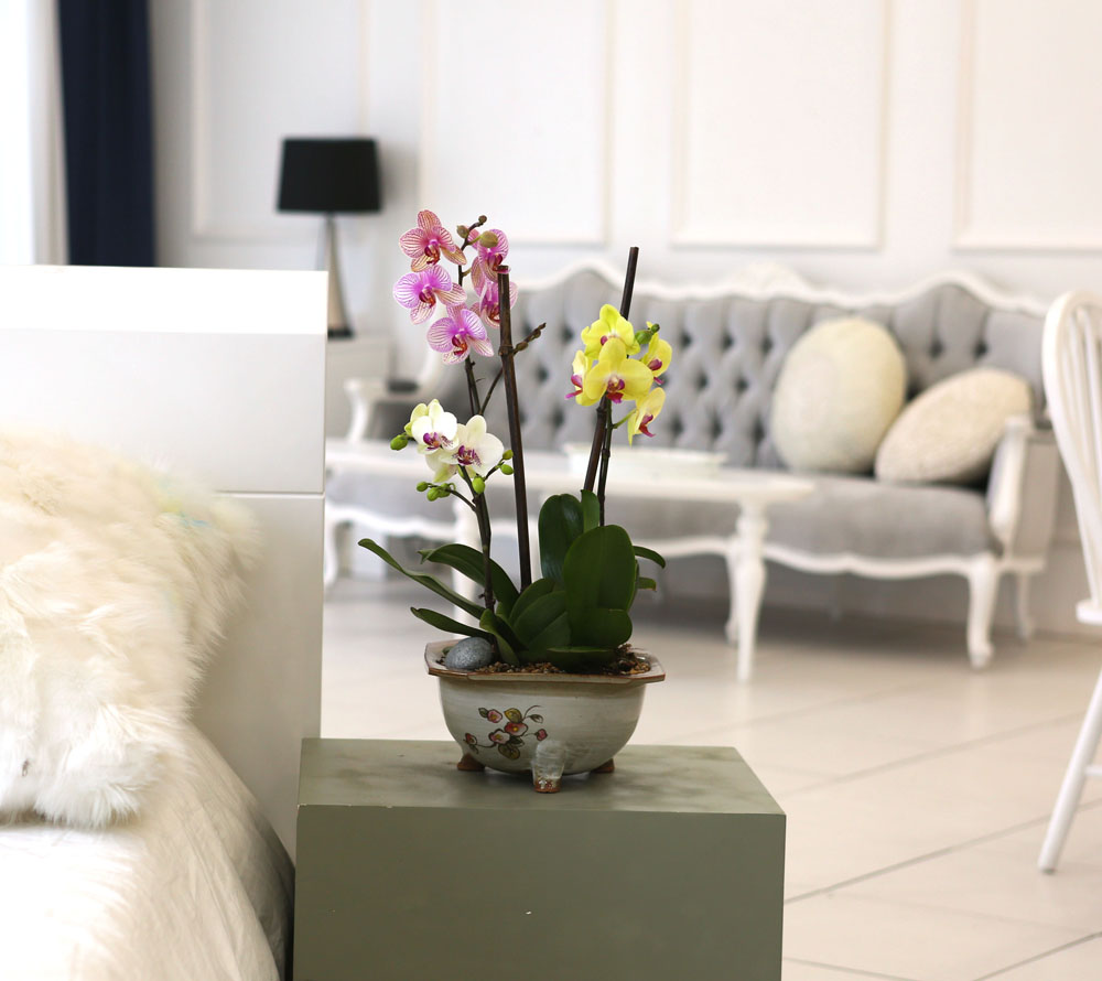 [Newyork style Orchid] 3 ŷ ȣ (ȭǰ)  ɹ