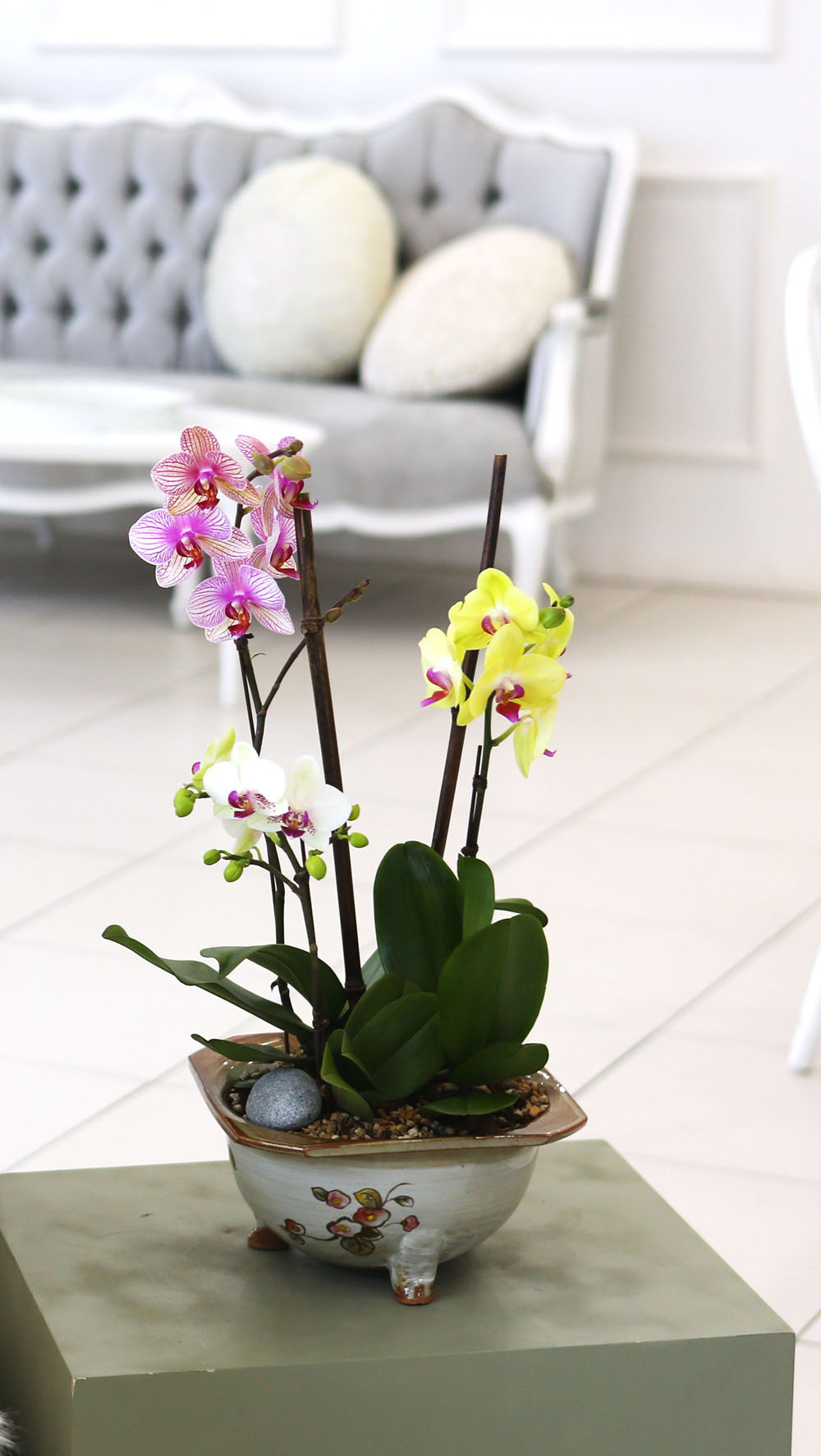 [Newyork style Orchid] 3 ŷ ȣ (ȭǰ)  ɹ