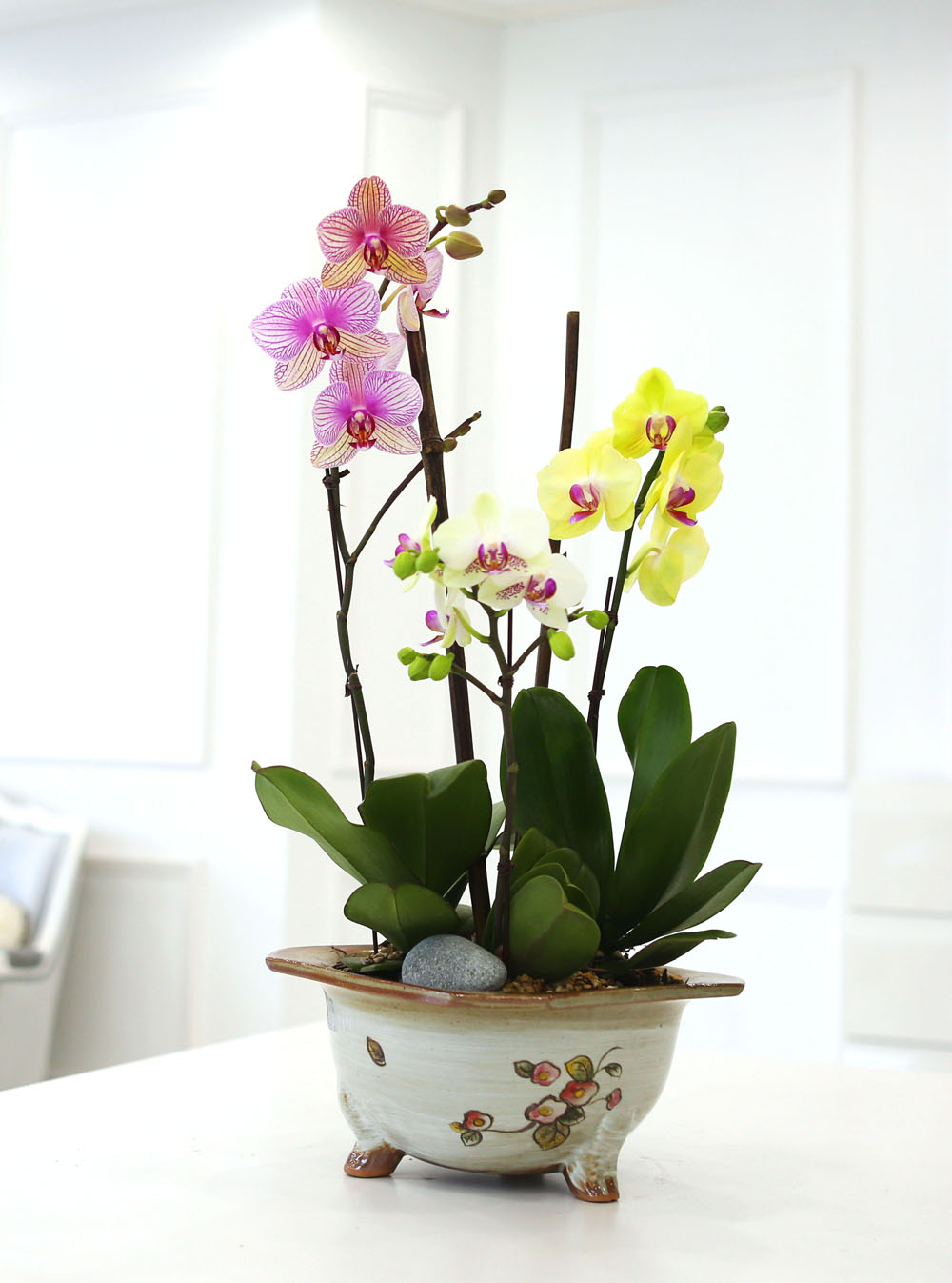[Newyork style Orchid] 3 ŷ ȣ (ȭǰ)  ɹ