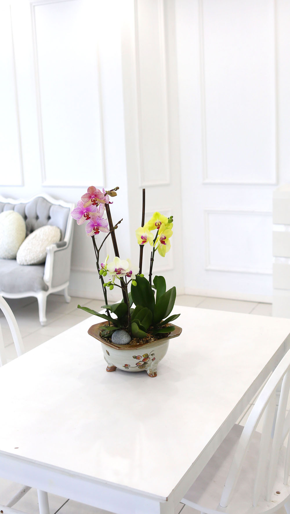 [Newyork style Orchid] 3 ŷ ȣ (ȭǰ)  ɹ