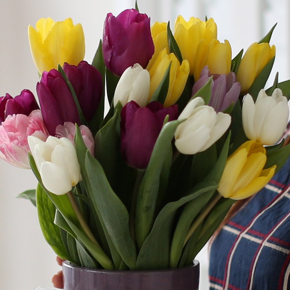Spring&Sweet  - coloful tulip ���� �ɹ��