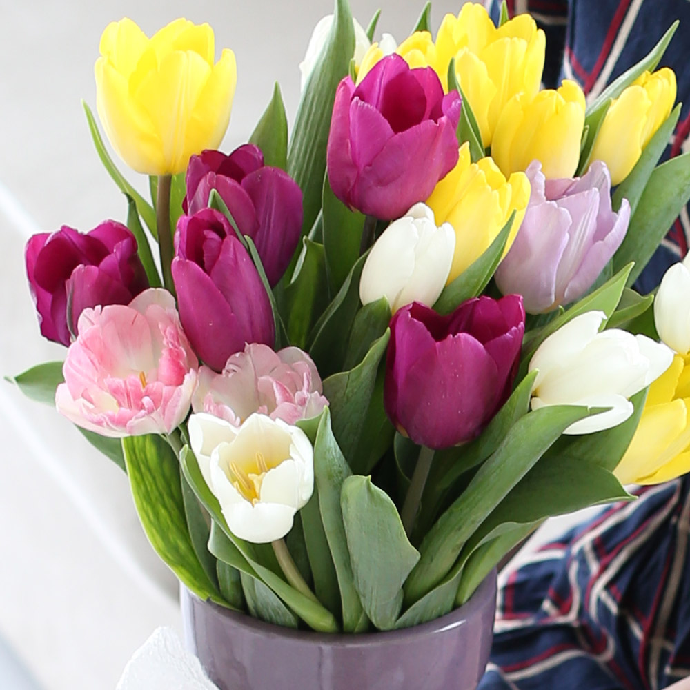 Spring&Sweet  - coloful tulip ���� �ɹ��