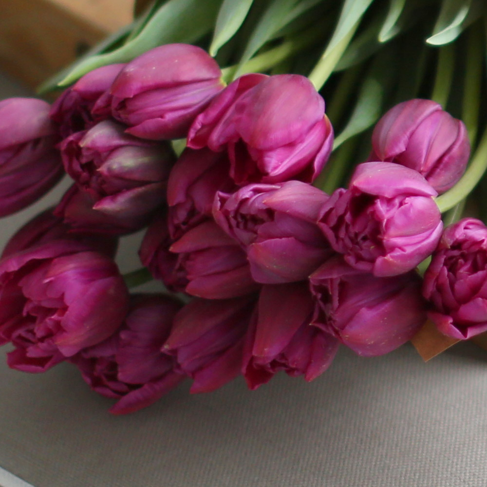 Spring&Sweet - oh my lovely tulip ���� �ɹ��