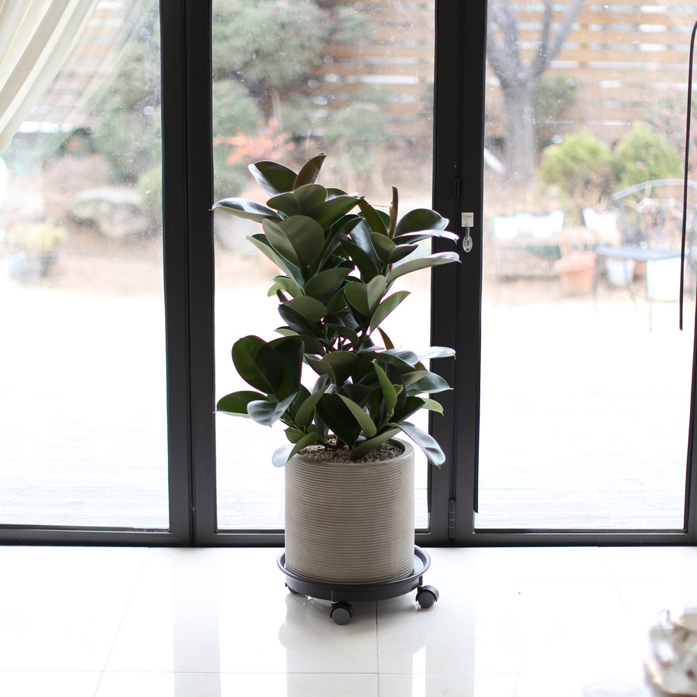 ½Ç³»¿¡ µü ÁÁÀº »çÀÌÁî °ü¿±ÈºÐ - ÀÙÀÌ ½Ì±×·´°í µµÅèÇÑ °í¹«³ª¹«