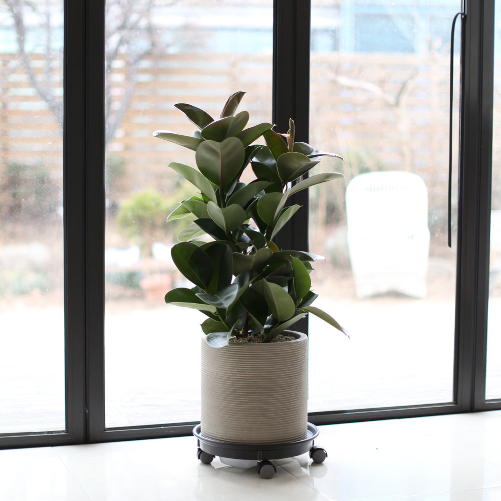 ½Ç³»¿¡ µü ÁÁÀº »çÀÌÁî °ü¿±ÈºÐ - ÀÙÀÌ ½Ì±×·´°í µµÅèÇÑ °í¹«³ª¹«