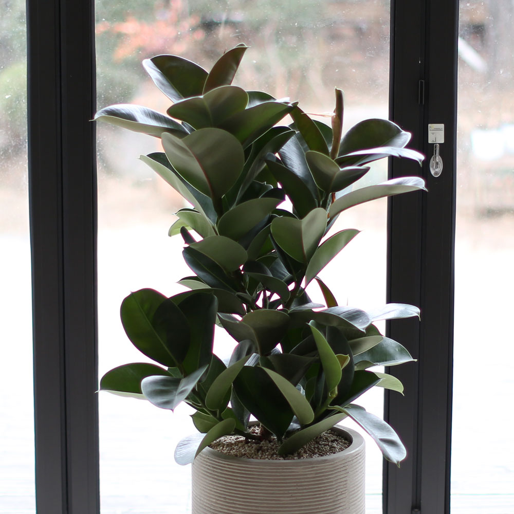 ½Ç³»¿¡ µü ÁÁÀº »çÀÌÁî °ü¿±ÈºÐ - ÀÙÀÌ ½Ì±×·´°í µµÅèÇÑ °í¹«³ª¹«