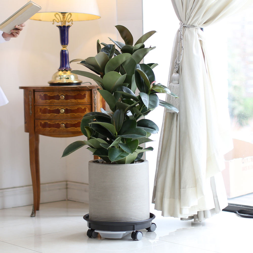 ½Ç³»¿¡ µü ÁÁÀº »çÀÌÁî °ü¿±ÈºÐ - ÀÙÀÌ ½Ì±×·´°í µµÅèÇÑ °í¹«³ª¹«