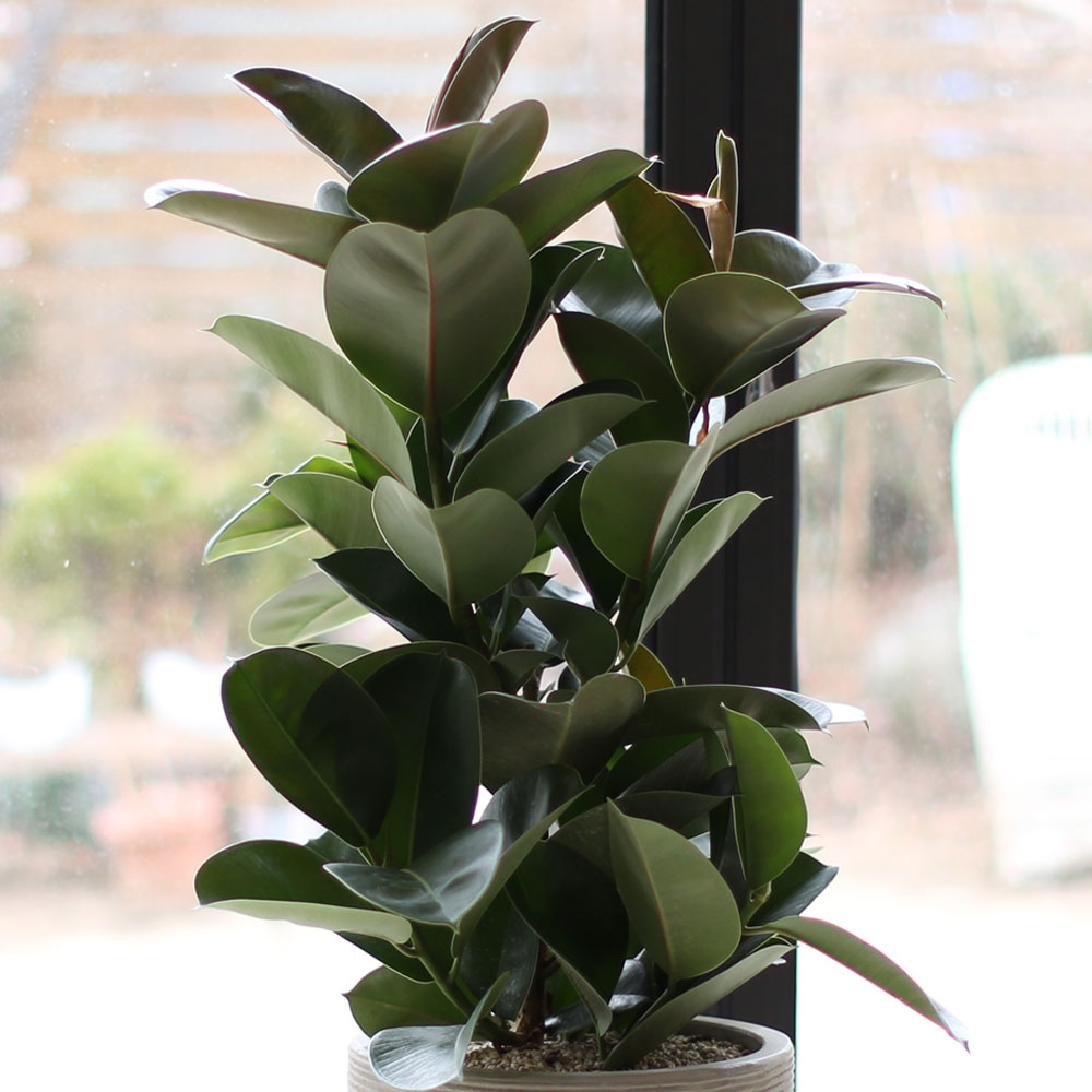 ½Ç³»¿¡ µü ÁÁÀº »çÀÌÁî °ü¿±ÈºÐ - ÀÙÀÌ ½Ì±×·´°í µµÅèÇÑ °í¹«³ª¹«