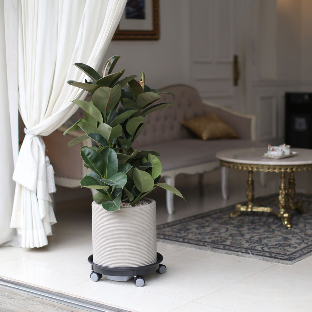 ½Ç³»¿¡ µü ÁÁÀº »çÀÌÁî °ü¿±ÈºÐ - ÀÙÀÌ ½Ì±×·´°í µµÅèÇÑ °í¹«³ª¹«