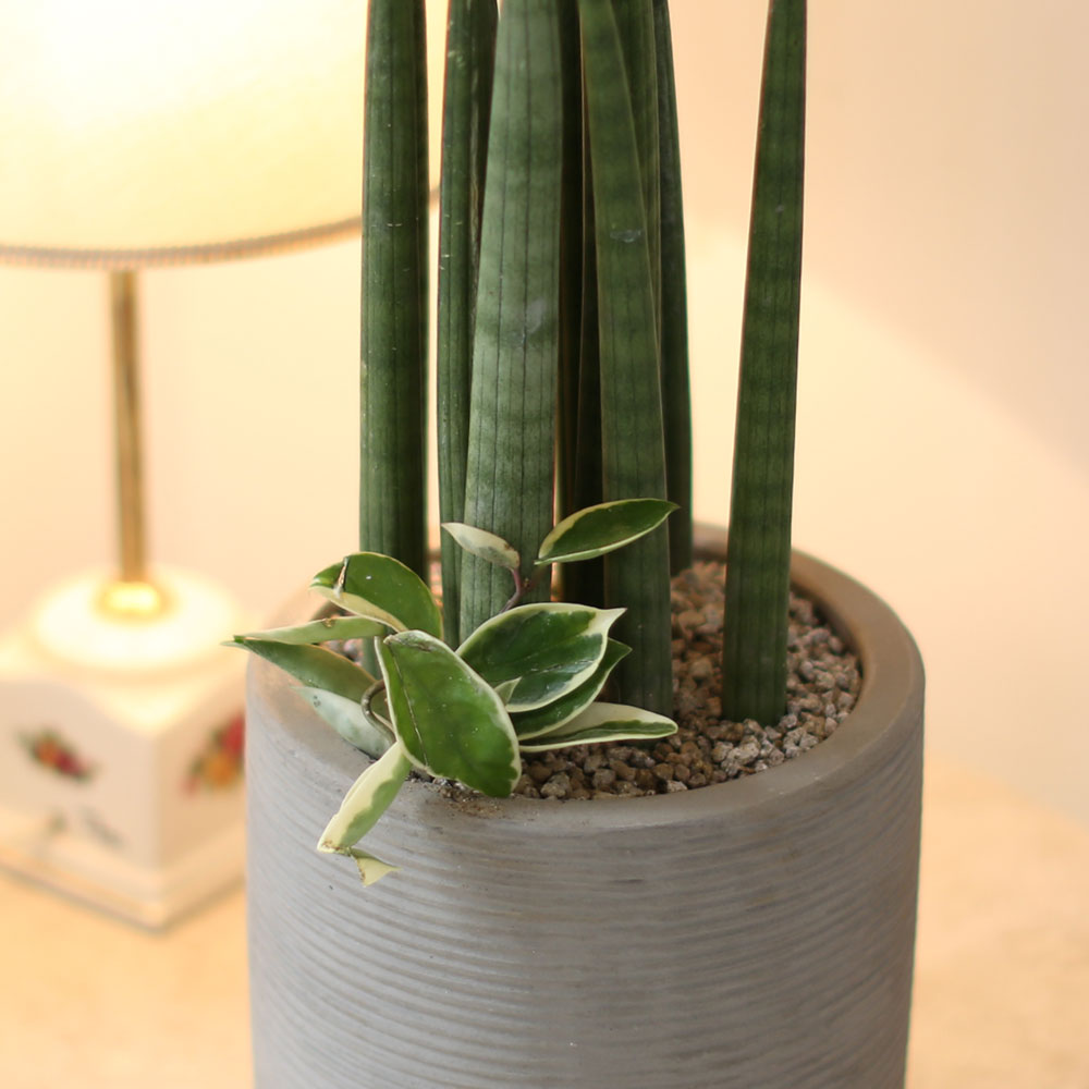 ǳ    ȭ -    ƩŰ ()