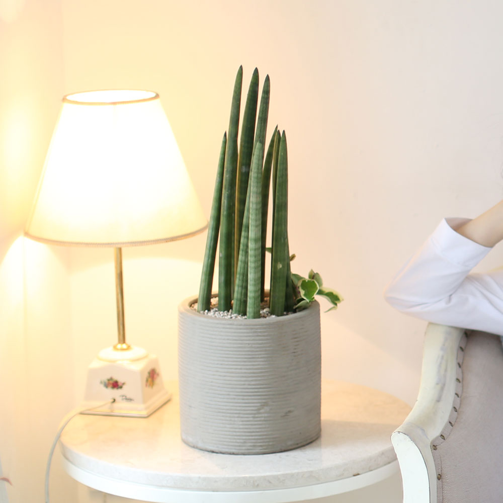 ǳ    ȭ -    ƩŰ ()