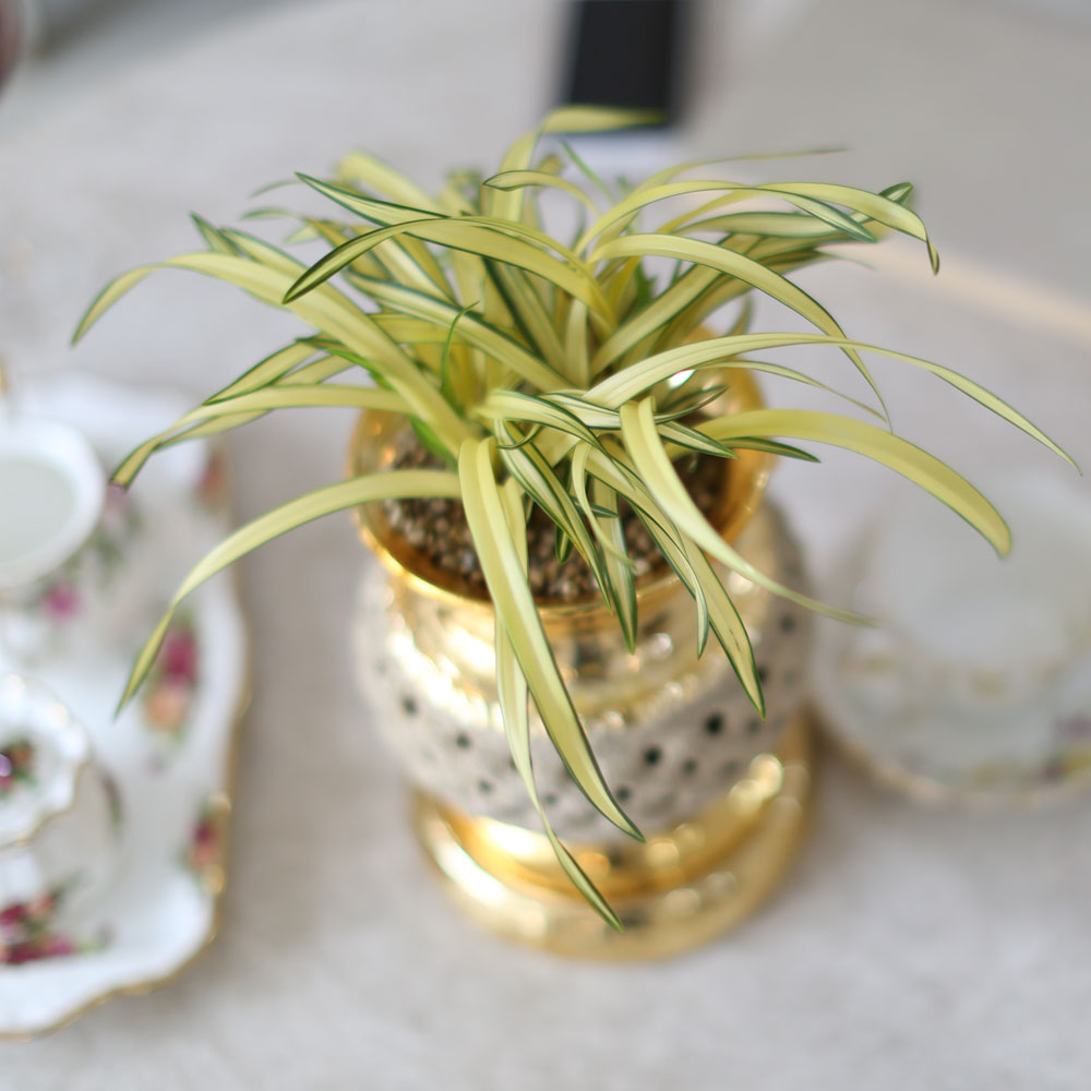 ������ �����մϴ� - ������ �޺��� ���� �籤