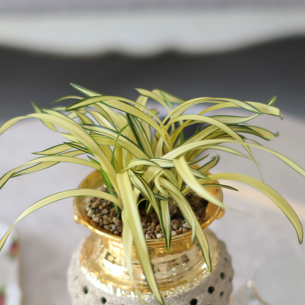 ������ �����մϴ� - ������ �޺��� ���� �籤