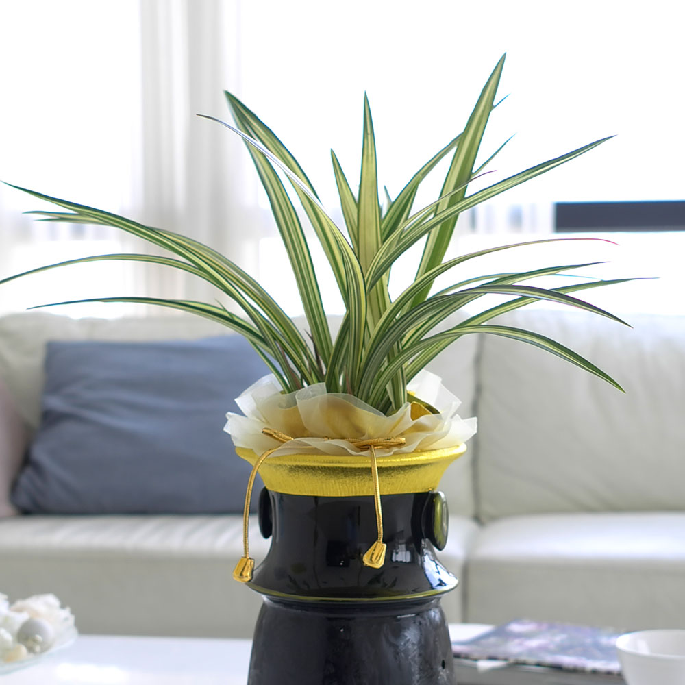 ½Ã¼±À» ¸Ó¹°°Ô ÇÏ´Â ½Ç³» ½Ä¹° - °í±Þ½º·¯¿î ºÐÀ§±â¿¡ µ¿¾ç¶õ(»çÇ×¼ö)