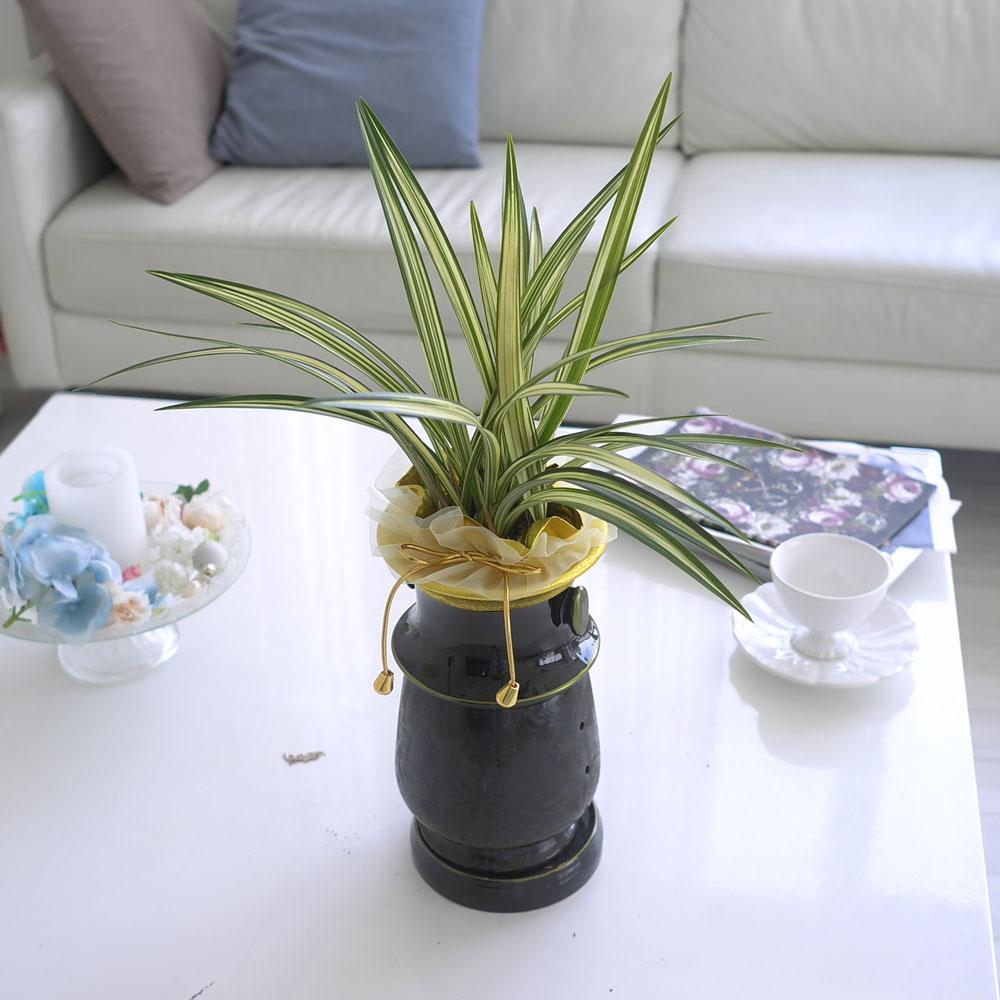 ½Ã¼±À» ¸Ó¹°°Ô ÇÏ´Â ½Ç³» ½Ä¹° - °í±Þ½º·¯¿î ºÐÀ§±â¿¡ µ¿¾ç¶õ(»çÇ×¼ö)