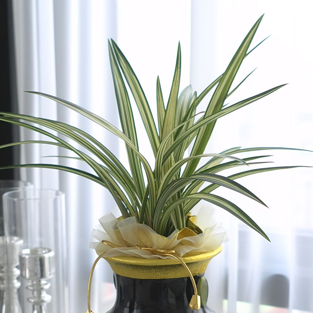 ½Ã¼±À» ¸Ó¹°°Ô ÇÏ´Â ½Ç³» ½Ä¹° - °í±Þ½º·¯¿î ºÐÀ§±â¿¡ µ¿¾ç¶õ(»çÇ×¼ö)