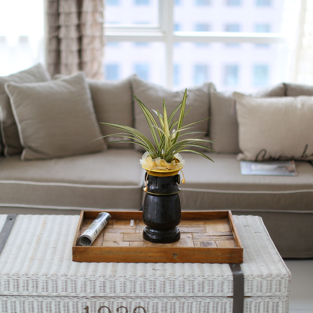 ½Ã¼±À» ¸Ó¹°°Ô ÇÏ´Â ½Ç³» ½Ä¹° - °í±Þ½º·¯¿î ºÐÀ§±â¿¡ µ¿¾ç¶õ(»çÇ×¼ö)